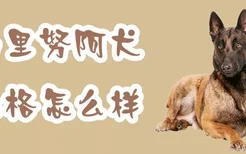 马里努阿犬性格怎么样