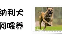 加纳利犬如何喂养