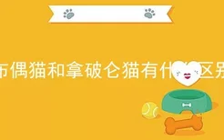 布偶猫和拿破仑猫有什么区别