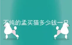 不纯的孟买猫多少钱一只