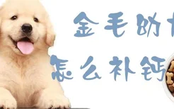 金毛幼犬怎么补钙