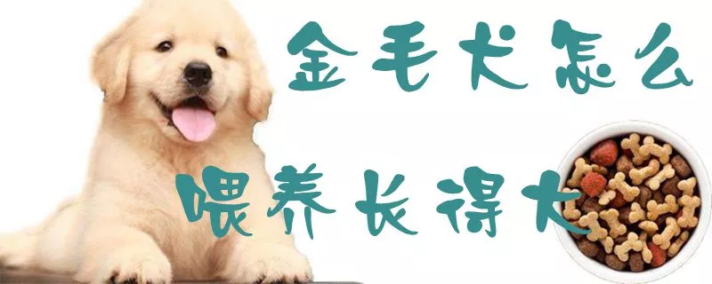 金毛犬怎么喂养长得大1