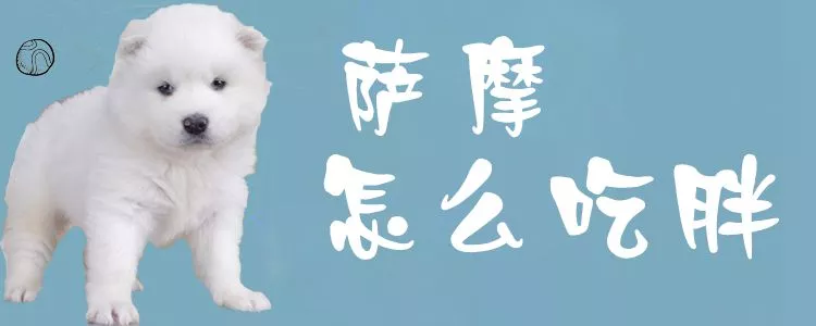 萨摩怎么吃胖1