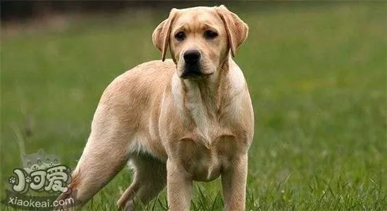 拉布拉多的五种性格类型 你家狗狗属于哪一种呢