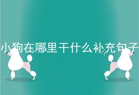 小狗在哪里干什么补充句子