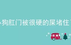 小狗肛门被很硬的屎堵住了