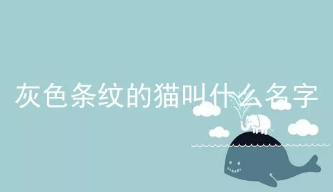 灰色条纹的猫叫什么名字