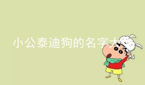 小公泰迪狗的名字大全