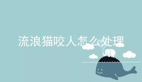 流浪猫咬人怎么处理