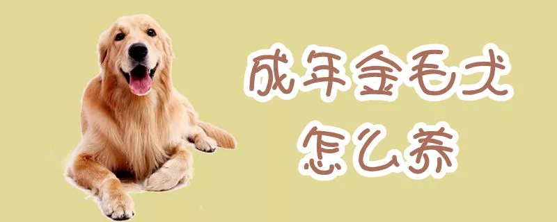 成年金毛犬怎么养