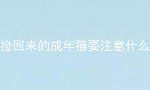 捡回来的成年猫要注意什么