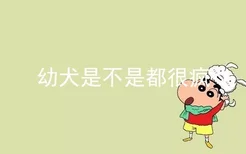 幼犬是不是都很疯