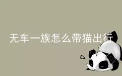 无车一族怎么带猫出行