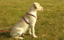 白色竖耳朵的狗的品种