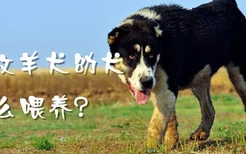 中亚牧羊犬幼犬怎么喂养
