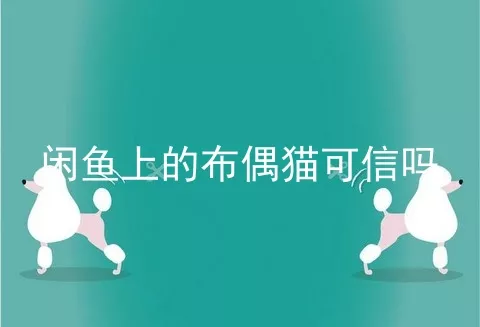 闲鱼上的布偶猫可信吗