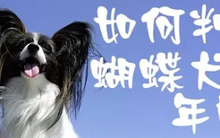 如何判断蝴蝶犬的年龄