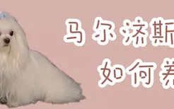 马尔济斯犬如何养