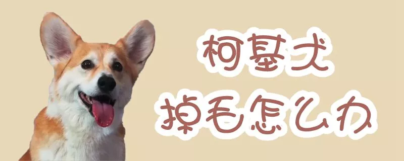 柯基犬掉毛怎么办