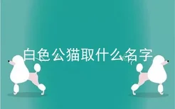 白色公猫取什么名字