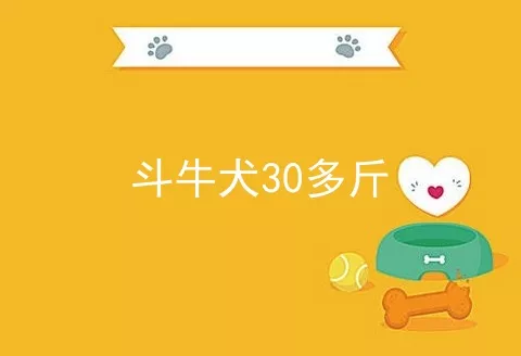 斗牛犬30多斤