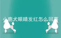 小鹿犬眼睛发红怎么回事