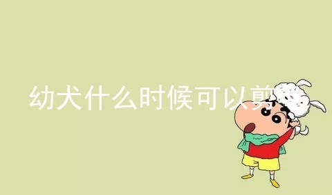 幼犬什么时候可以剪毛