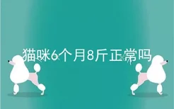 猫咪6个月8斤正常吗