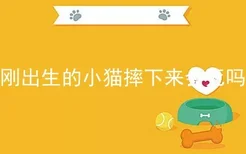 刚出生的小猫摔下来会死吗