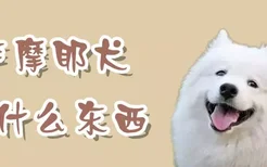 萨摩耶犬吃什么东西