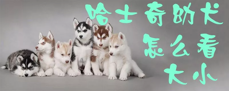 哈士奇幼犬怎么看大小1