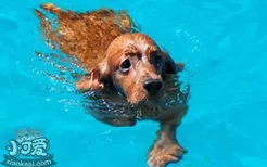 狗狗游泳后注意事项 这几点要注意