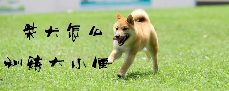 柴犬怎么训练大小便