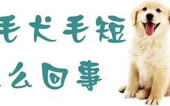 金毛犬毛短怎么回事