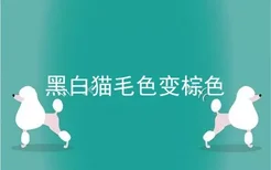 黑白猫毛色变棕色