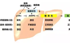 营养膏有用吗 不是所有狗狗都适合营养膏