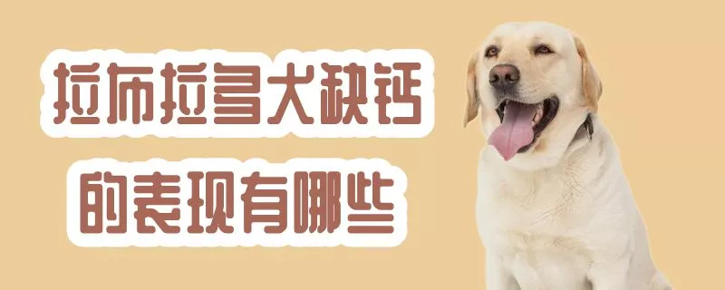 拉布拉多犬缺钙的表现有哪些