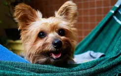 狗狗膀胱炎怎么治疗 狗狗也有膀胱炎？