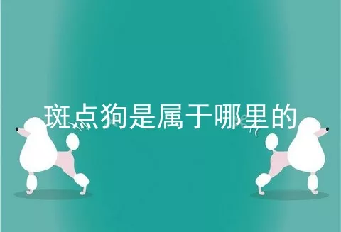 斑点狗是属于哪里的