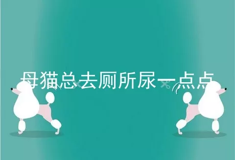 母猫总去厕所尿一点点