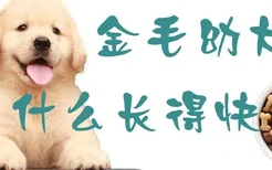 金毛幼犬喂什么长得快