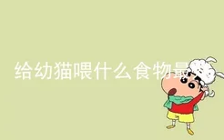 给幼猫喂什么食物最好