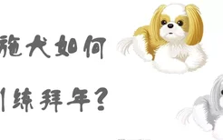 西施犬如何训练拜年