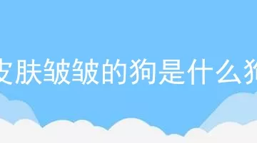 皮肤皱皱的狗是什么狗