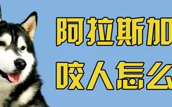 阿拉斯加犬咬人怎么办