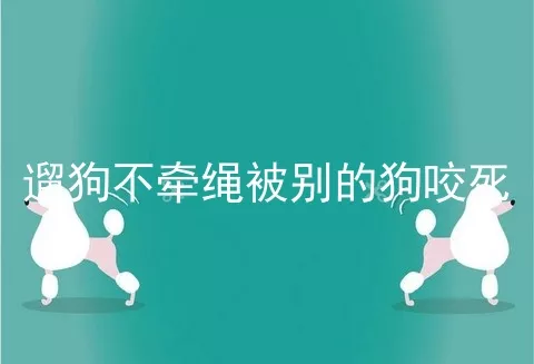 遛狗不牵绳被别的狗咬死