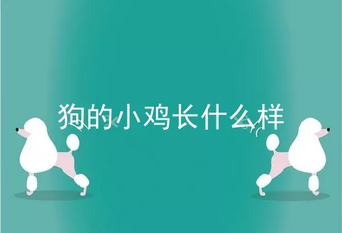 狗的小鸡长什么样