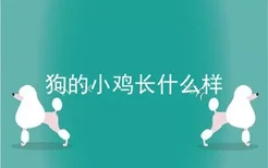 狗的小鸡长什么样