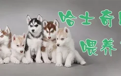 哈士奇幼犬喂养方法