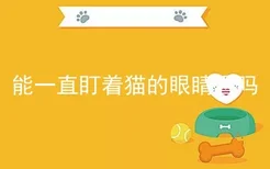 能一直盯着猫的眼睛看吗